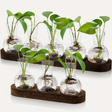 Glass bulb propagation station on a wooden stand