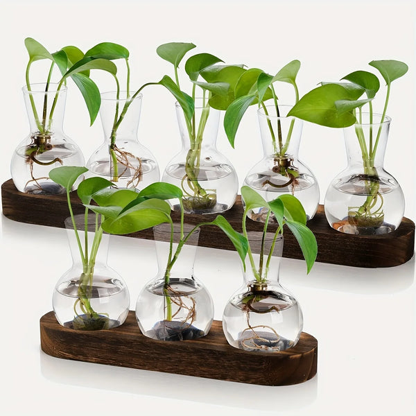 Glass bulb propagation station on a wooden stand