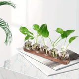 Glass bulb propagation station on a wooden stand