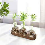Glass bulb propagation station on a wooden stand